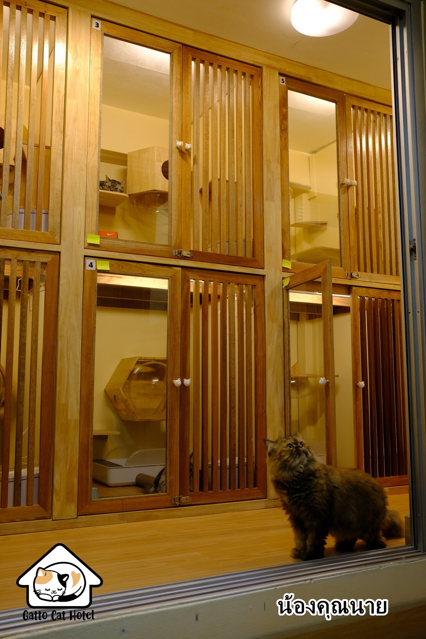 9-Gatto cat hotel2